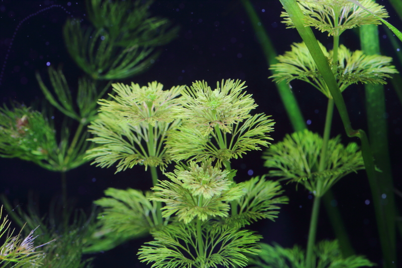植栽から9日目（トリミング4日目）　アンブリア